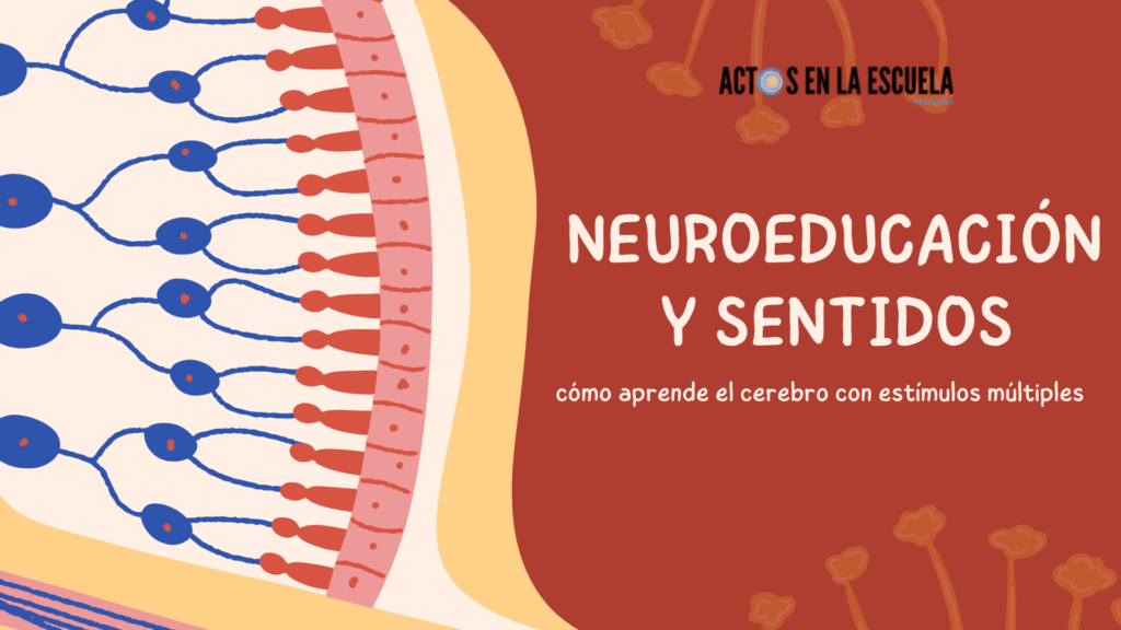 neuroeducación y sentidos
